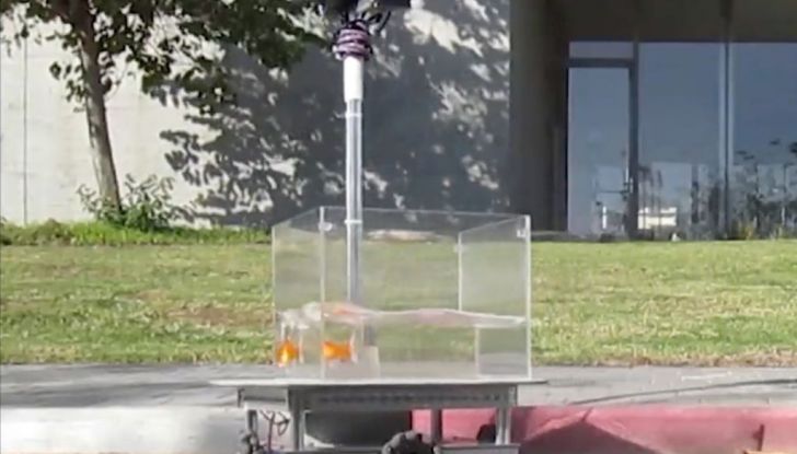 Il futuro della guida autonoma sperimentato da… un pesce rosso! - Foto 4 di 4